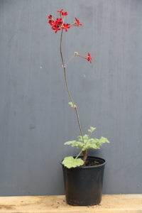 Pelargonium Ardens