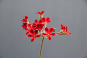 Pelargonium Ardens