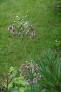 tall border plants alliums allium nectaroscordum