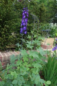 tall border plants delphinium delphinium chelsea star