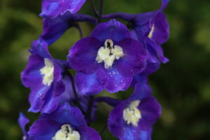 delphinium chelsea star