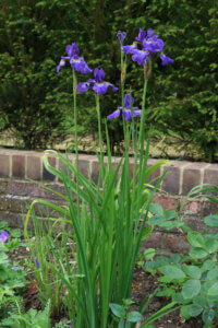 Iris sibirica