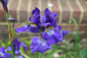 tall border plants iris Iris sibirica
