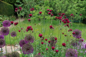 Tall border plants Cirsium rivulare atropurpureum Cirsium rivulare atropurpureum