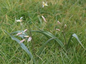 Tulipa turkestanica planted in a wildflower meadow Tulipa turkestanica planted in a wildflower meadow