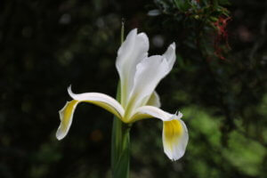 flag iris