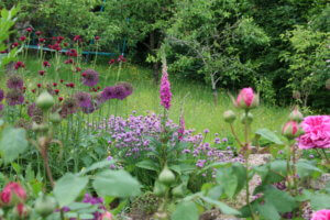 foxglove in a mixed border