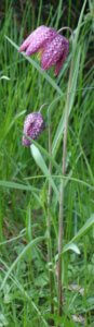 Fritillaria meleagris