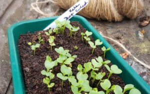 Kale seedlings