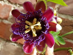 Passiflora marijke Passiflora marijke