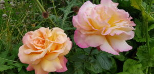 Rose Chicago Peace