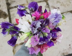 bunch of sweet peas