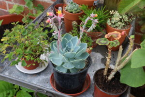 greenhouse plants to grow - echeveria Echeveria in flower
