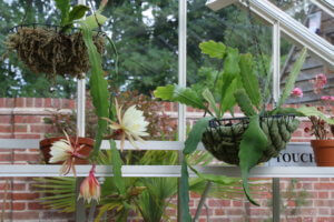 Epiphyllum crenatum