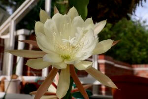 Epiphyllum crenatum Epiphyllum crenatum