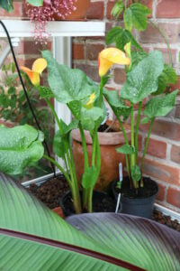 Greenhouse plants to grow - zantedeschia Zantedeschia