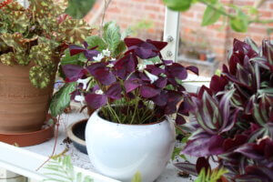oxalis triangularis purpurea oxalis triangularis purpurea