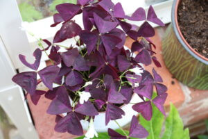 oxalis triangularis purpurea