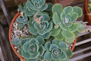 Echeveria