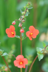 Alonsoa warscewiczii 'Scarlet' Alonsoa warscewiczii 'Scarlet'