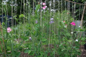 Sweet Peas