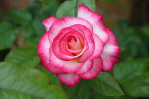 Rose Handel Rose Handel