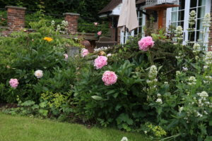 Peonies in herbaceous border Peonies in herbaceous border