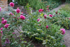 Rose Madame Isaac Perriere