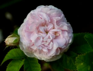 Rose Felicite Parmier