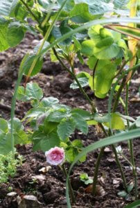 Rose Felicite Parmier