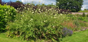 Giant scabious