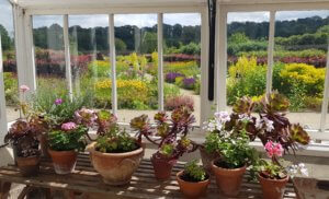 Helmsley Walled Garden