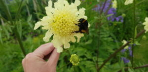 Giant scabious