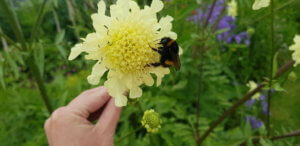 Giant scabious Giant scabious