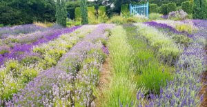 Yorkshire Lavender Yorkshire Lavender