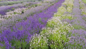 Yorkshire Lavender