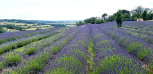 Yorkshire Lavender Yorkshire Lavender