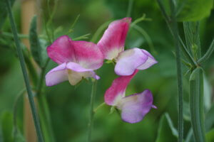Sweet pea Spanish Dancer Sweet pea Spanish Dancer