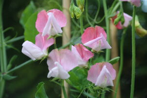 Sweet Pea Painted Lady Sweet Pea Painted Lady
