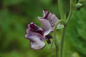 Sweet Pea Nimbus