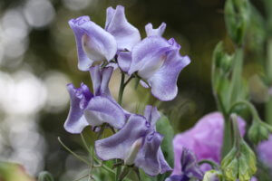 Sweet Pea Night Sky