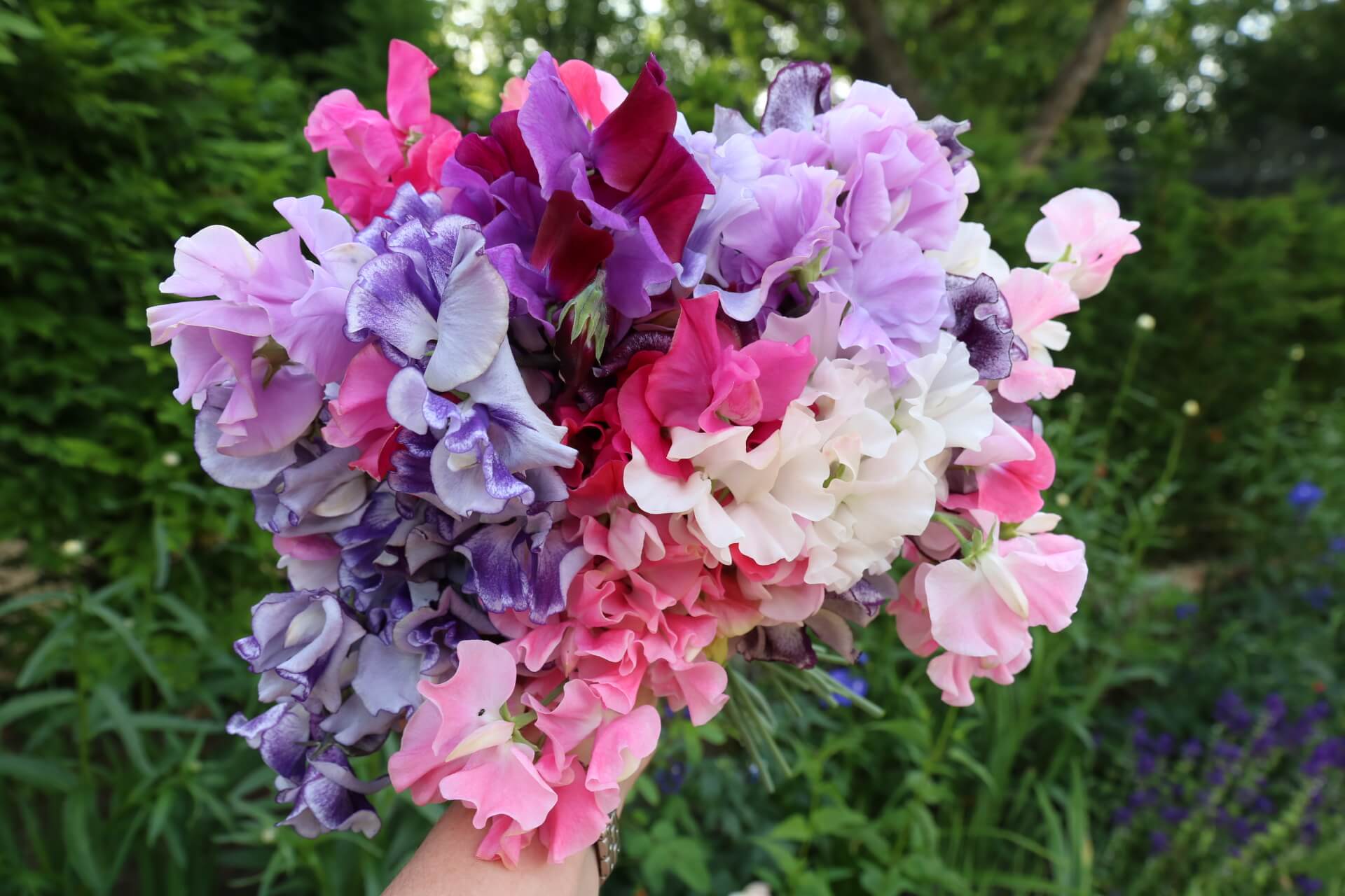 Choosing Sweet Peas For Colour Scent And Structure The Tea Break Gardener