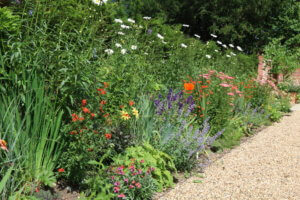 herbaceous border in july