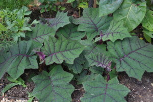 Solanum quitoense Solanum quitoense