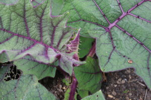 Solanum quitoense
