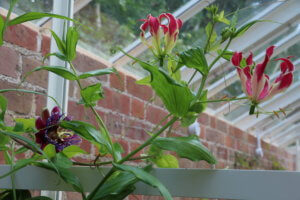Gloriosa rothschildiana Gloriosa rothschildiana