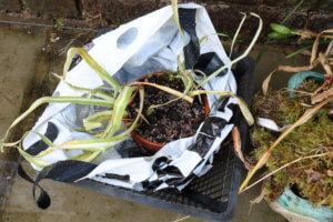 Pond marginals - iris