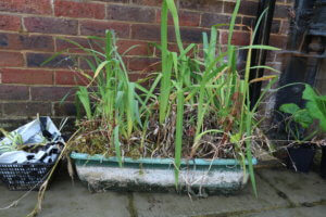 Pond marginals - iris