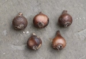 Snowdrop bulbs