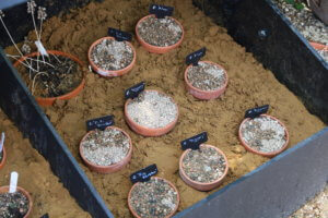 Snowdrop bulbs in pots